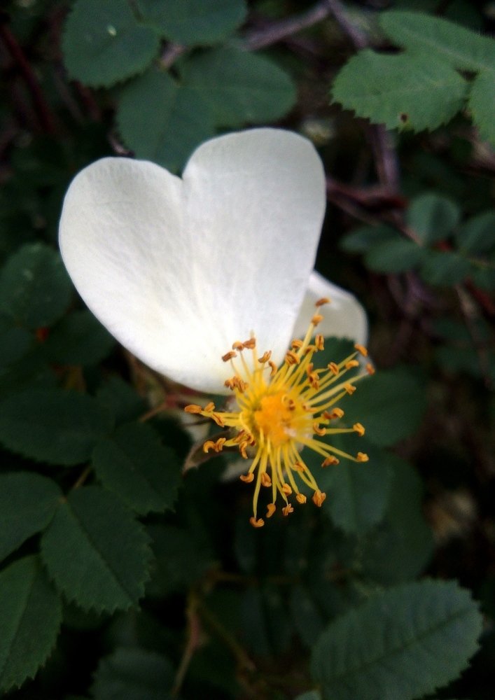 Photograph by Инна Голубева