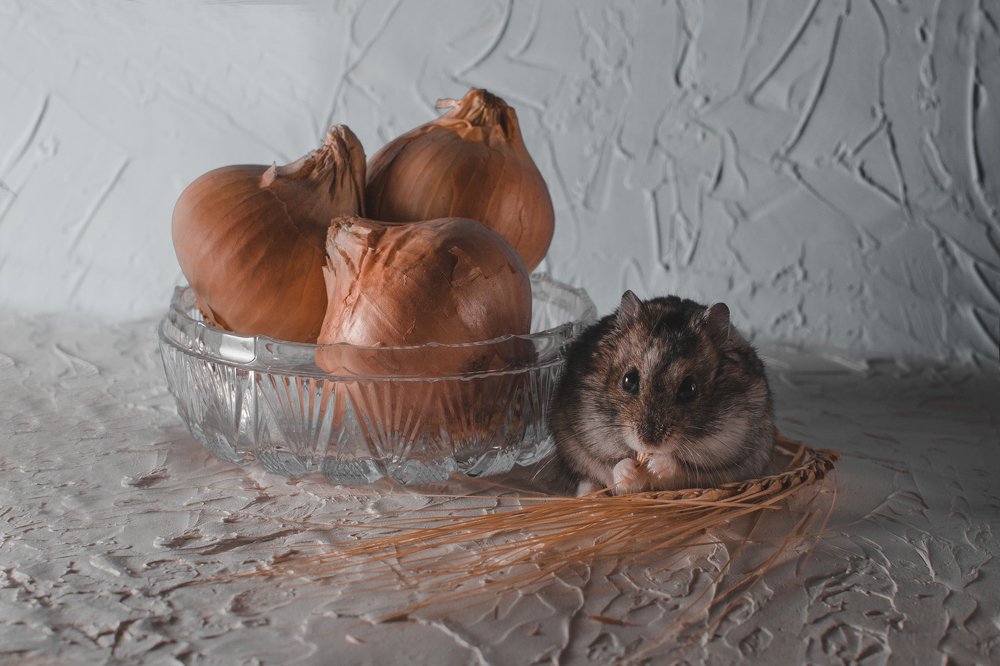 Совесть как хомяк. Или спит…или грызет…