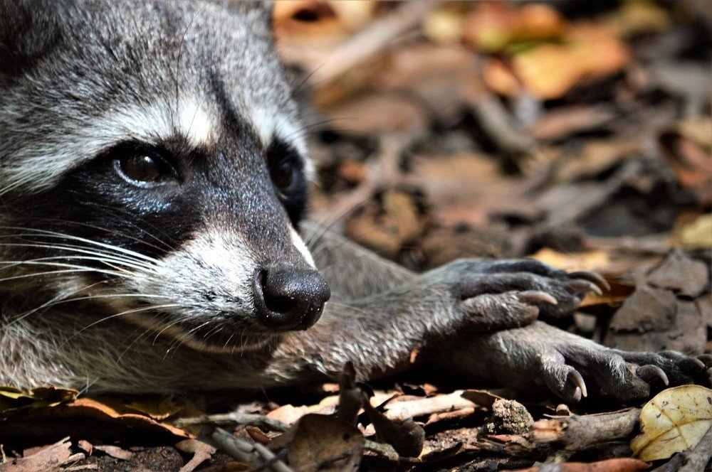 Raccoon (mapache)