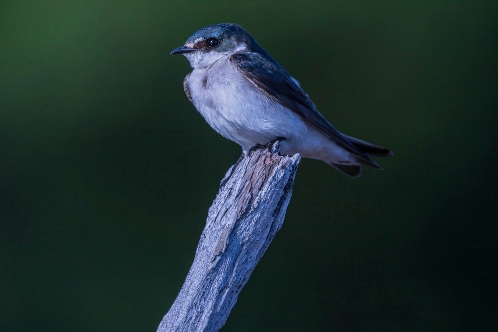 Golondrina Manglera