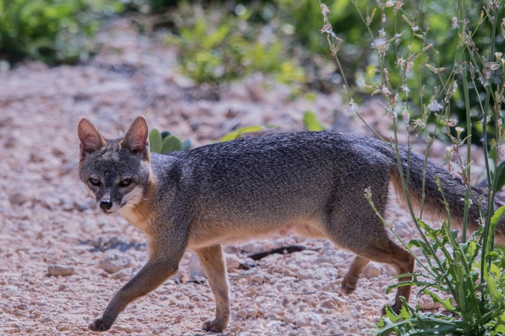 Zorra gris