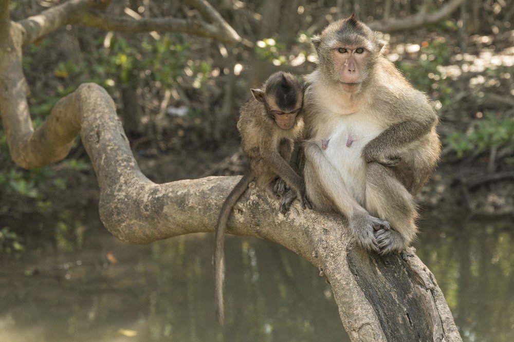 Мир обезьян