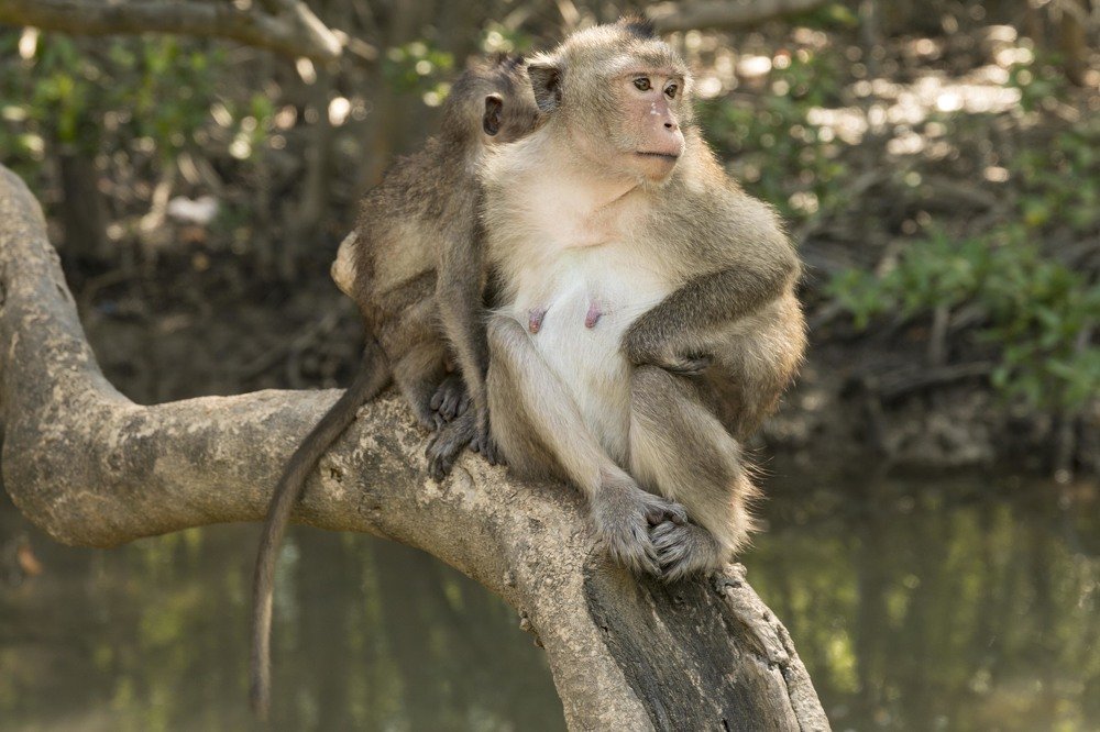 Мир обезьян