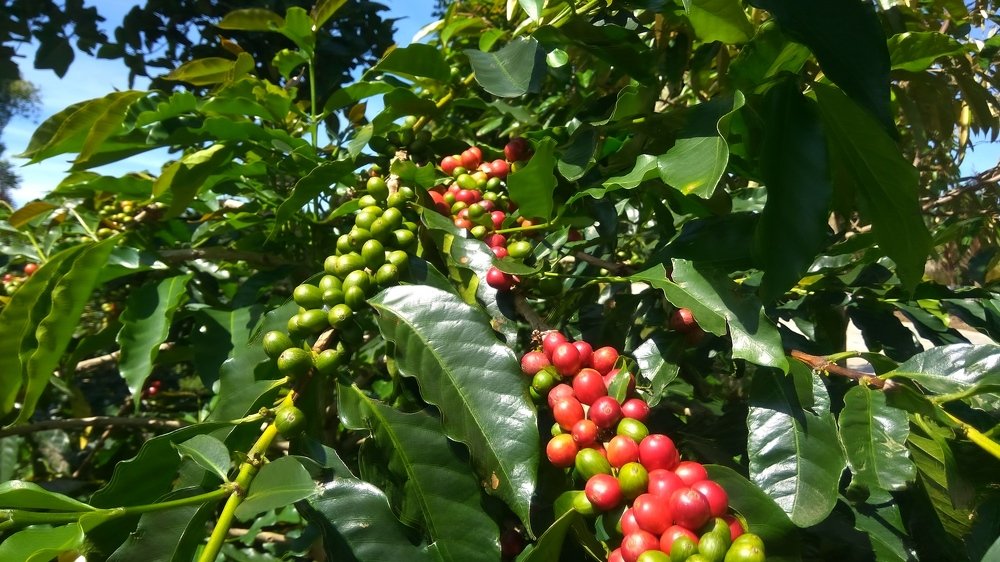 Coffee