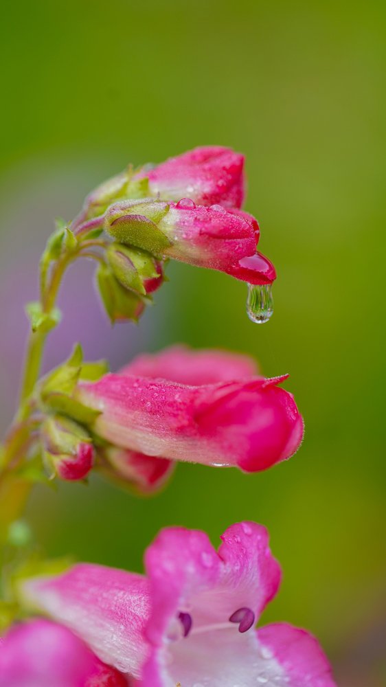 Water drops in flower