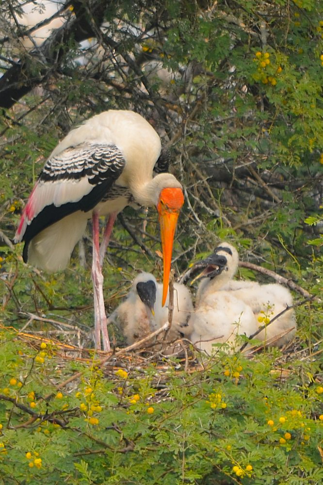Painted stork with chicks