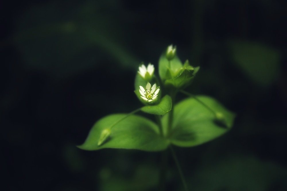 The Flower