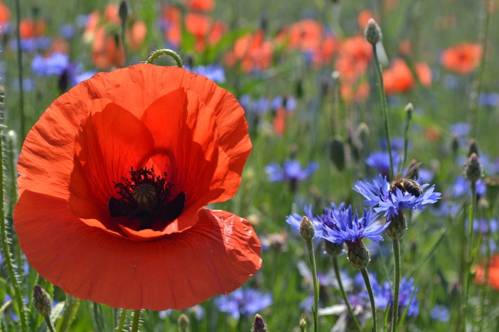 соседство по-беларуски
