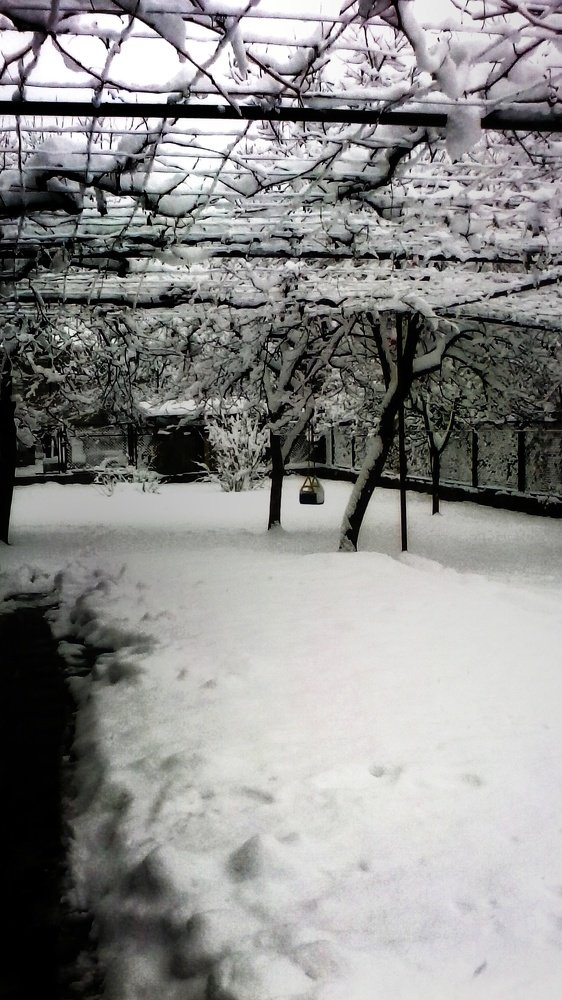 Snow Garden