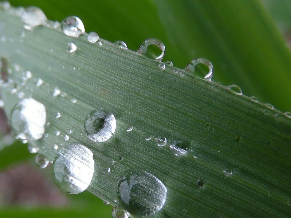 Dew