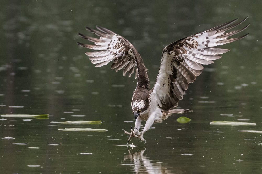 Osprey in action