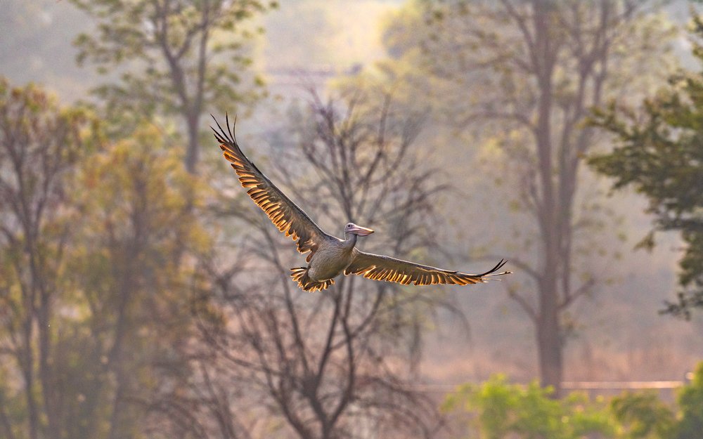 "Wings of Fire" - Spot-billed Pelican