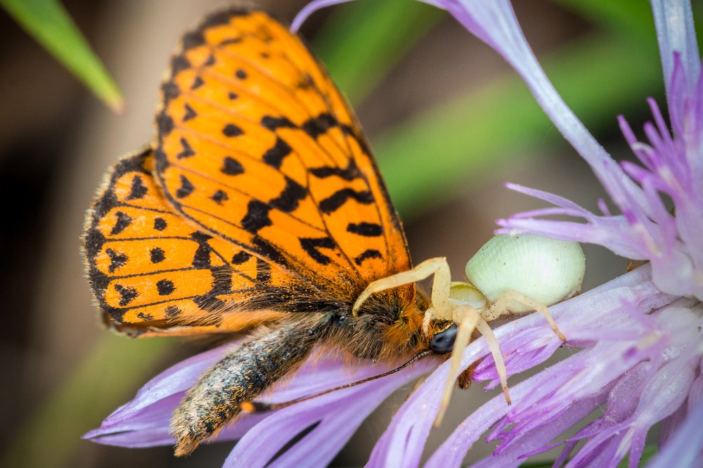 Естественный отбор