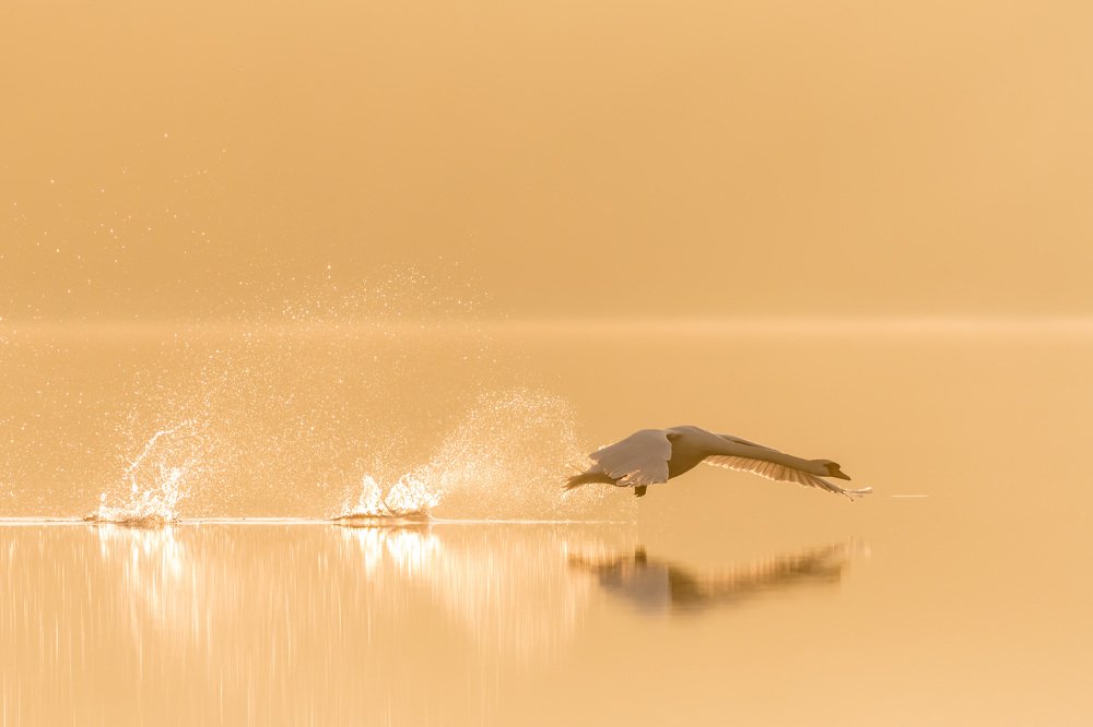 Mute swan in early morning