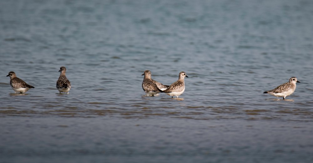 Grey Plover