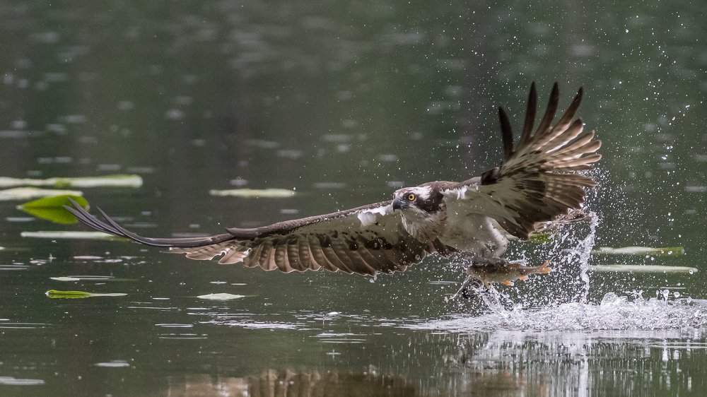 Osprey in action
