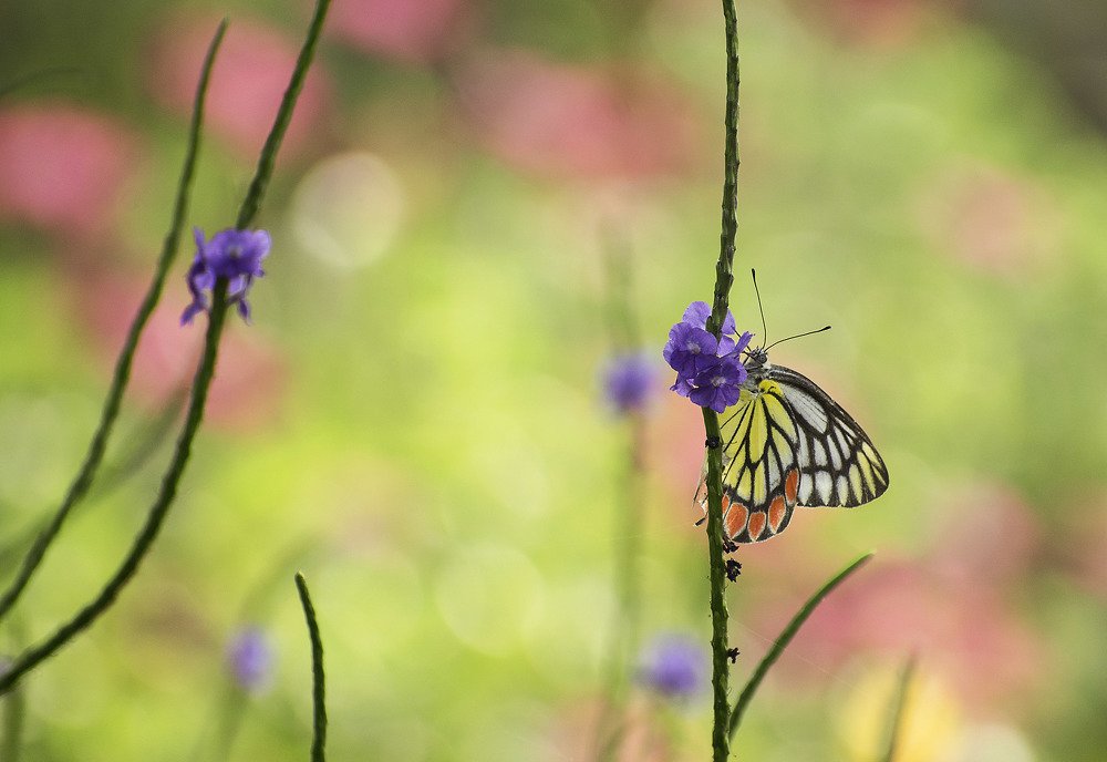 Amidst Pink and Greens