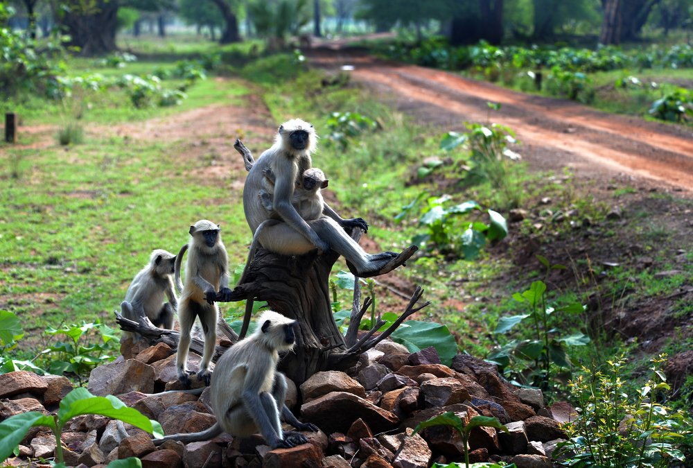 Wild animals with offspring