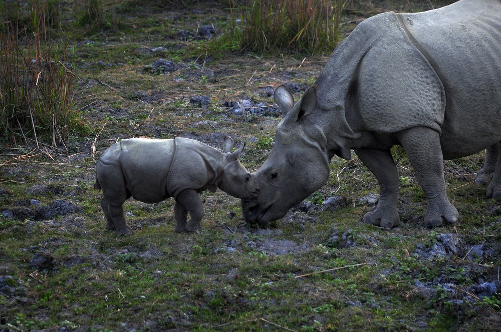 Wild animals with offspring