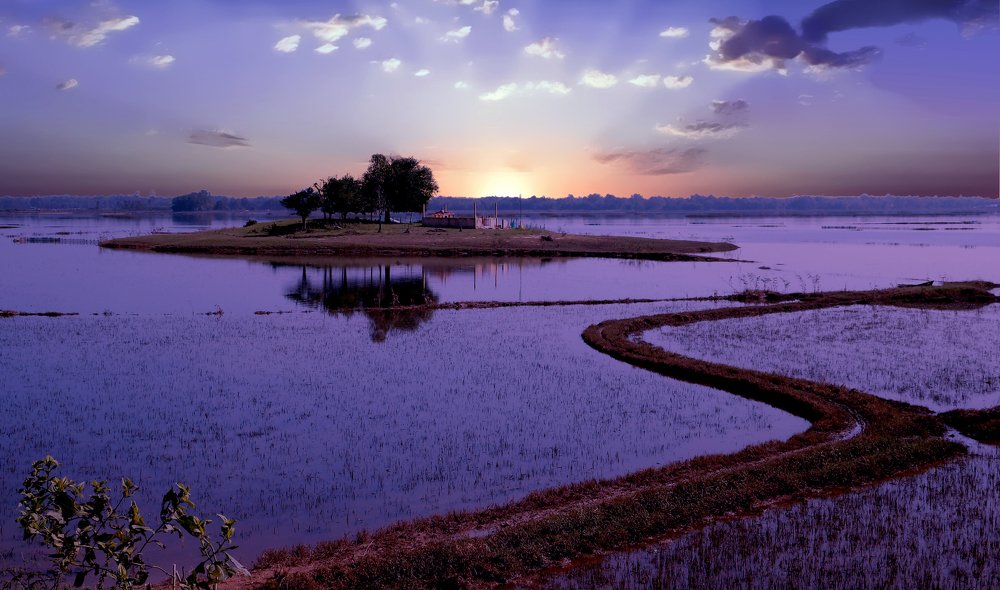 Sunset on ricefield
