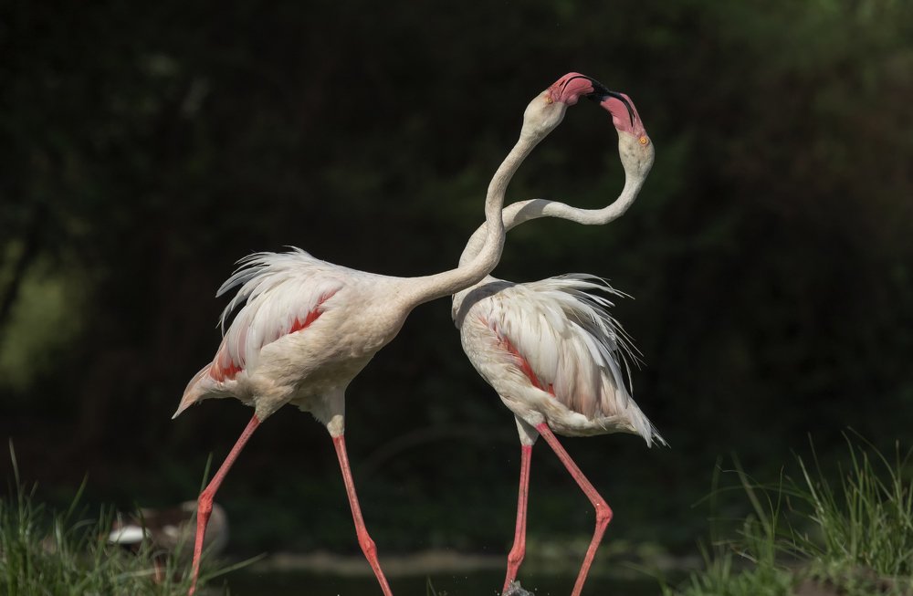 Greater Flamingo fights over food at early morning
