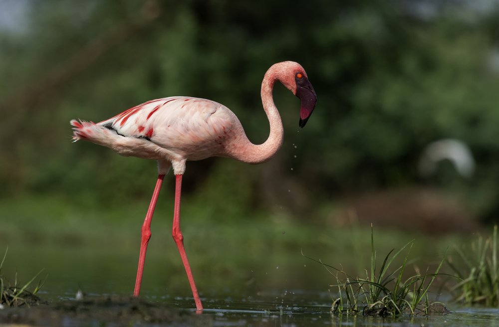 Lesser Flamingo with Water Droplets