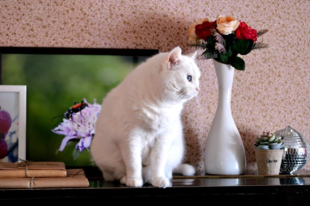 Белая разноглазая