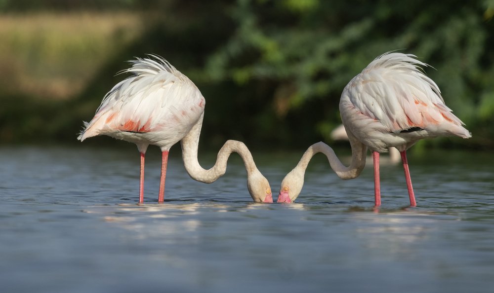 Greater Flamingo feeding over Algae from water