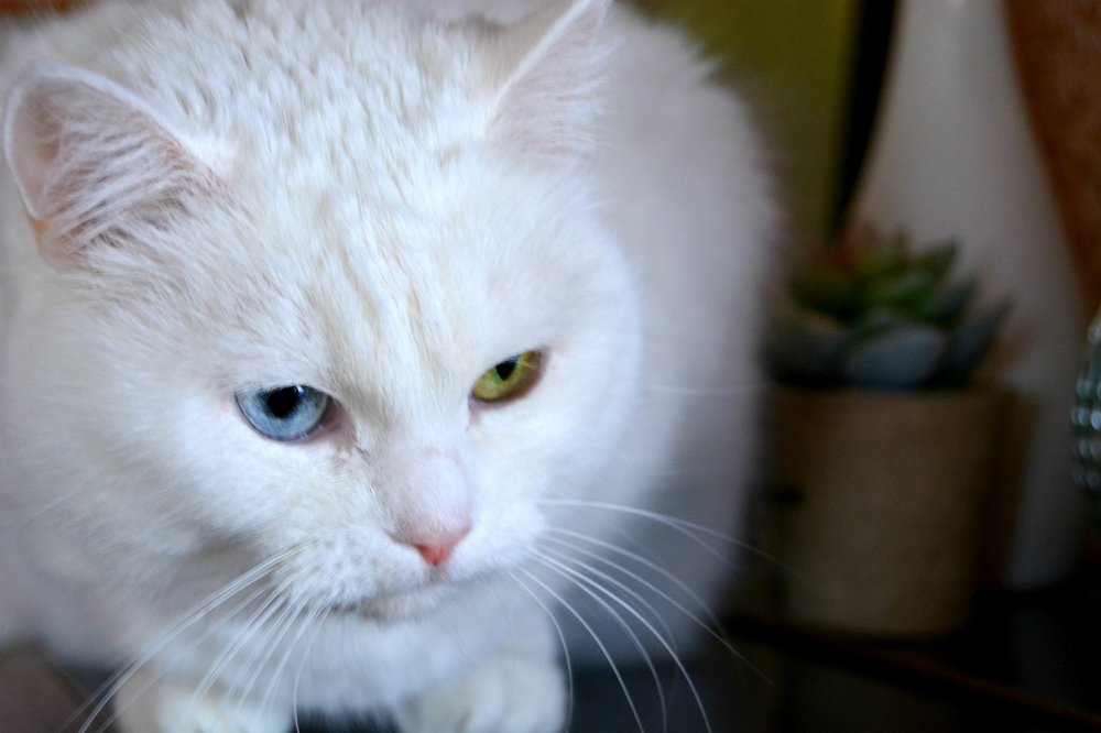 Разноглазая загадочка