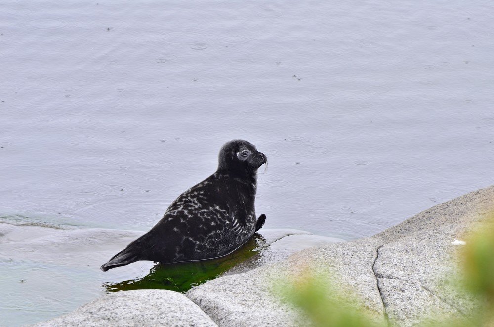 Ладожская нерпа.