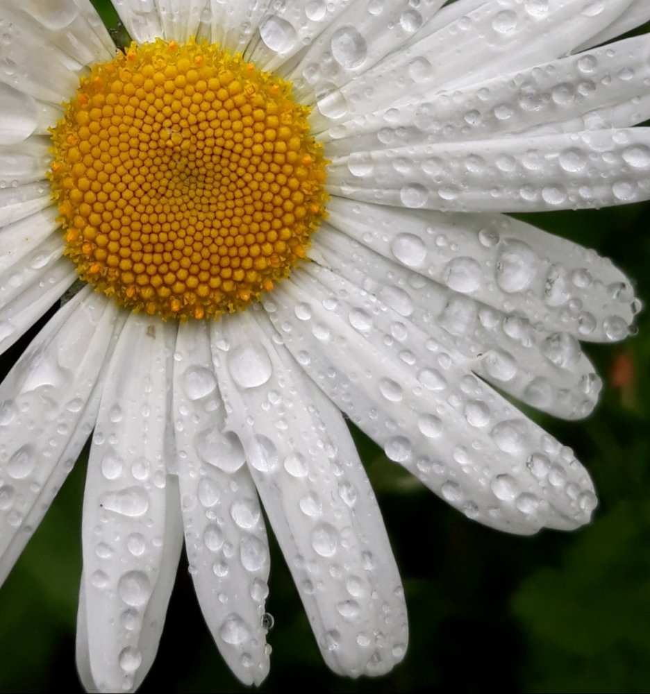 Сердцевинка