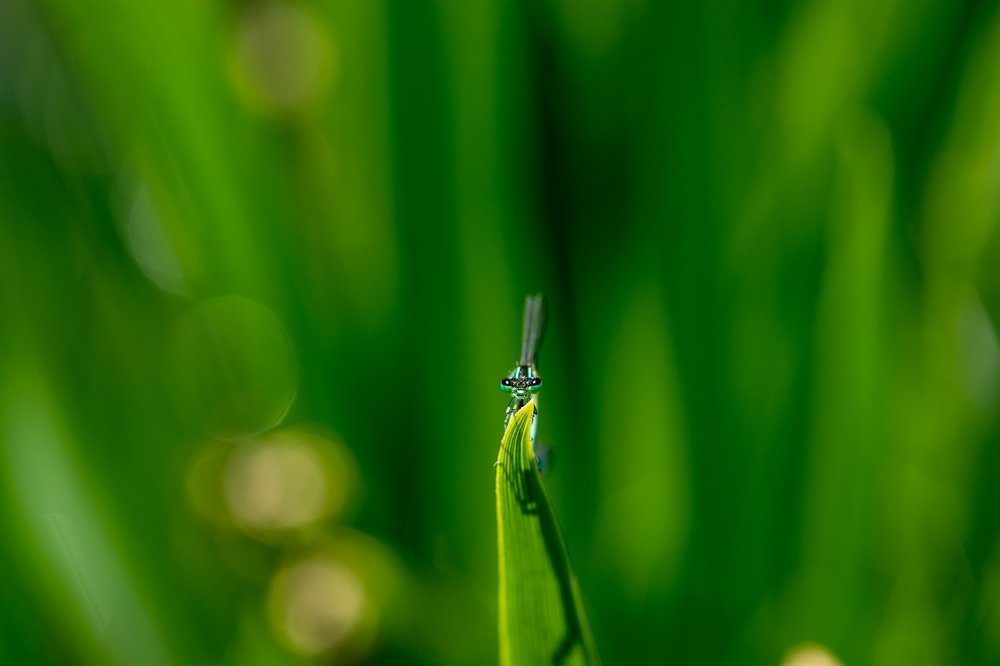 two eyes and  the green