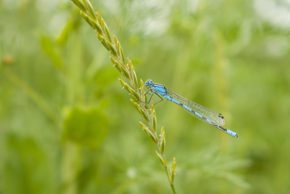Голубая стрекоза
