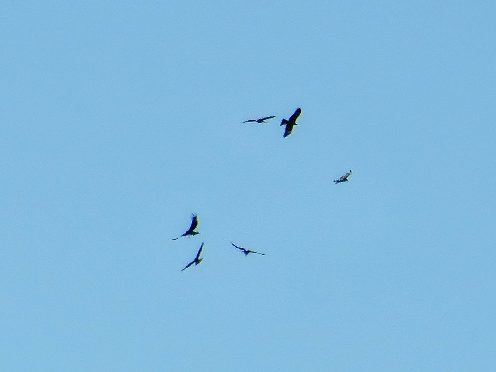 Орлята, учаться летать