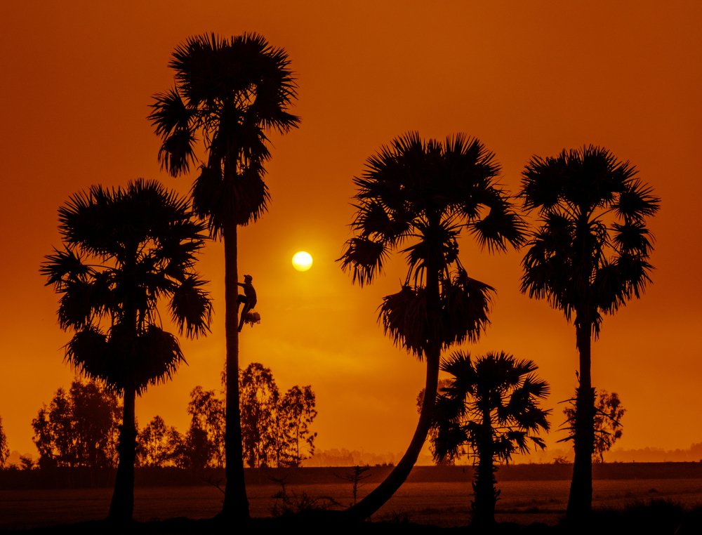 Bình Minh trên rặng Thốt Nốt