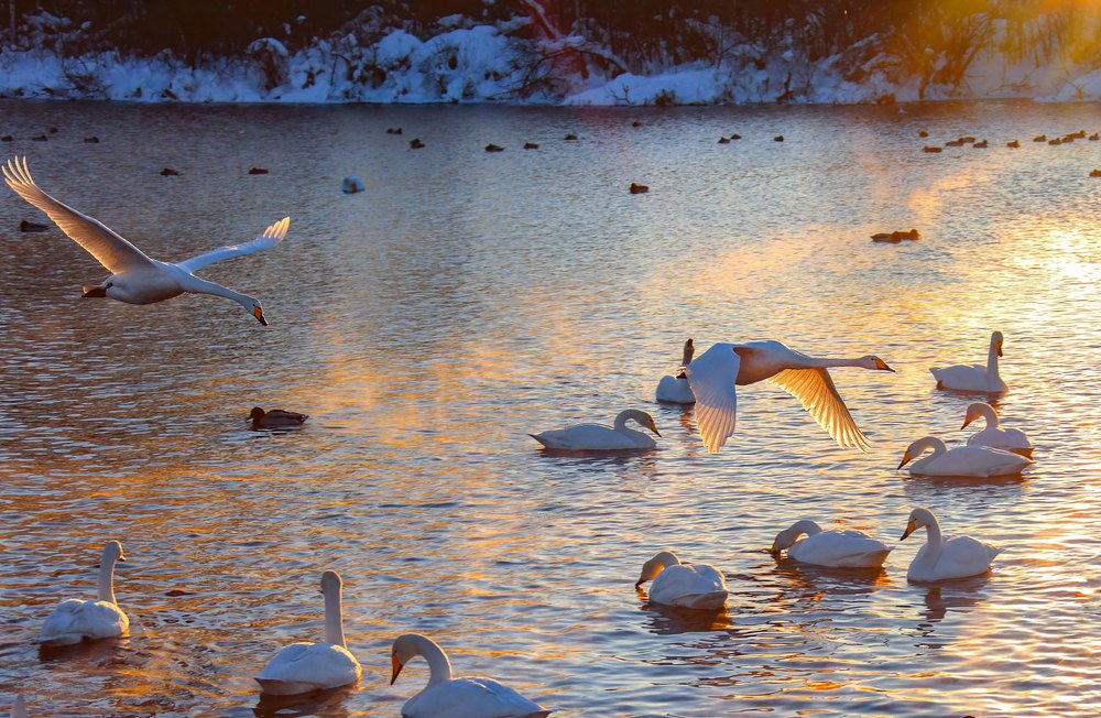 Вечерние полёты...
