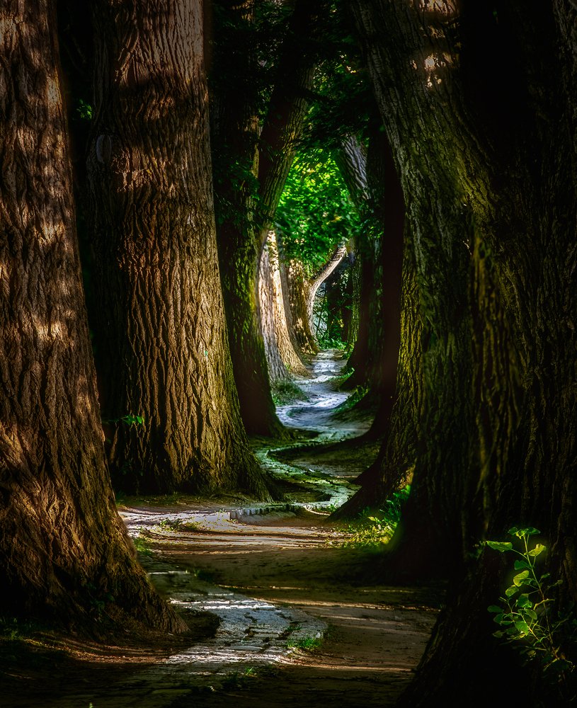 The Mysterious Path
