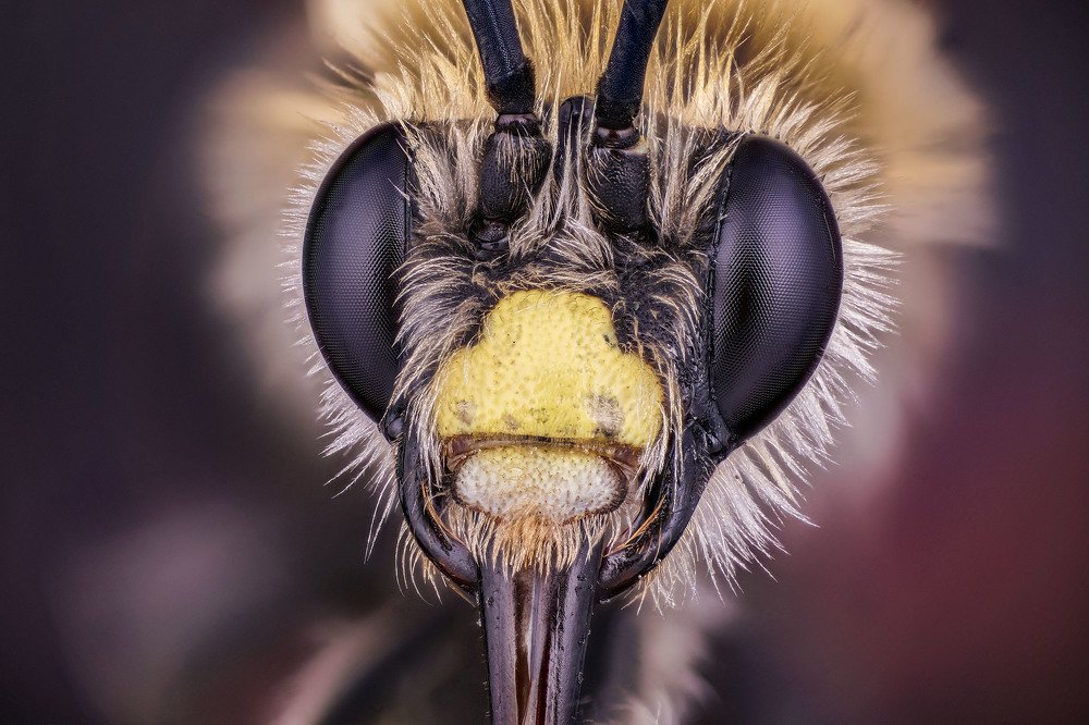 макро портрет