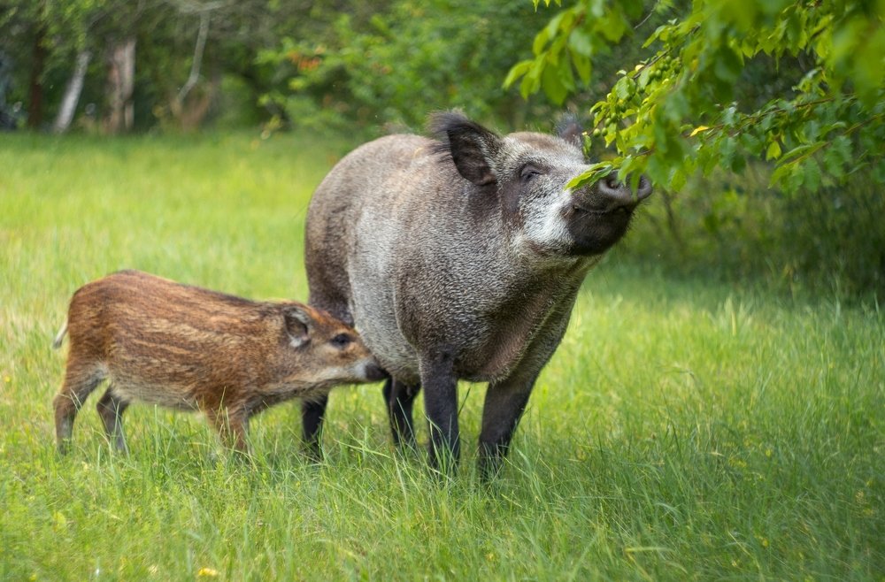 Семья кабанчиков
