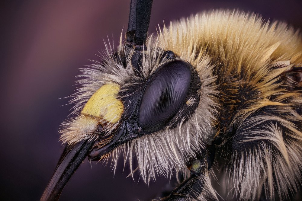 макро портрет