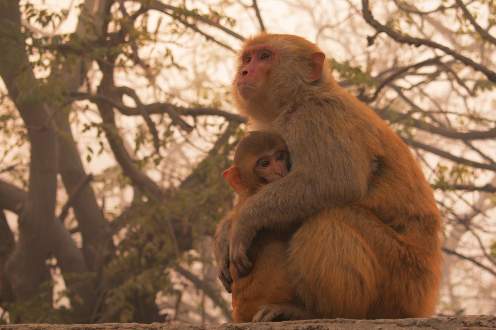 Mother`s Love