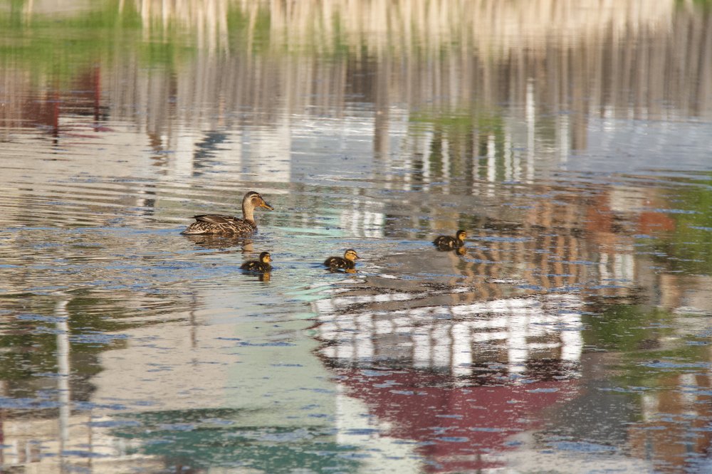 Дом для утят