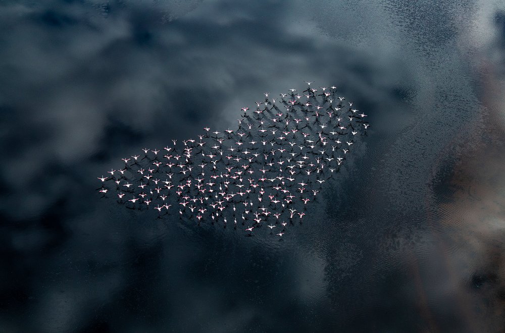 Flamingo Flock Heart