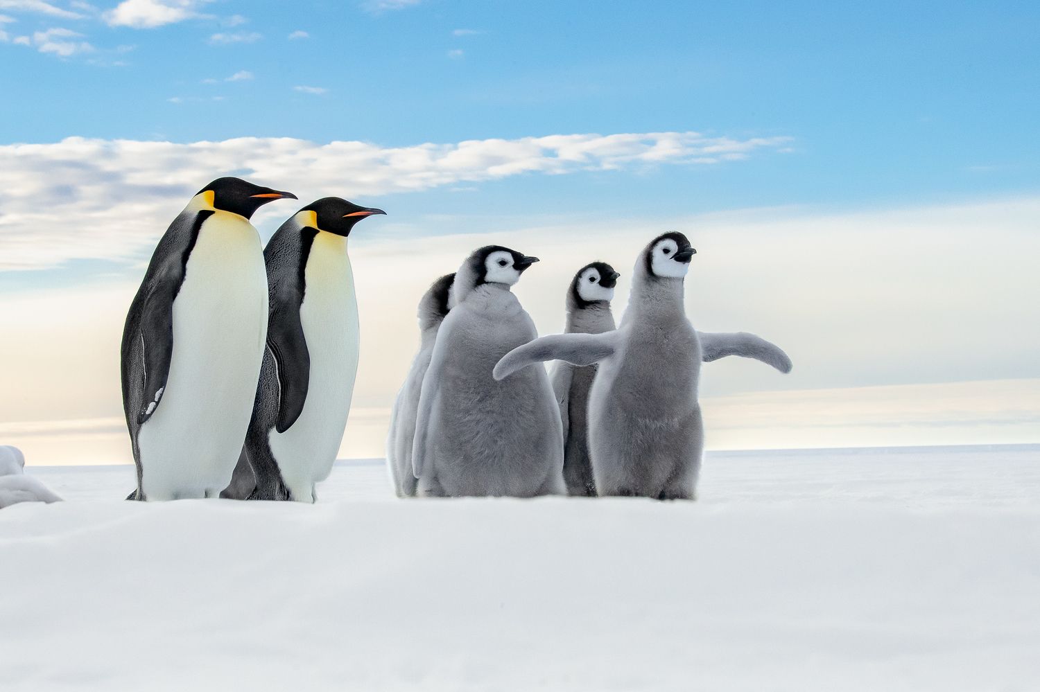 A Big Emperor Family