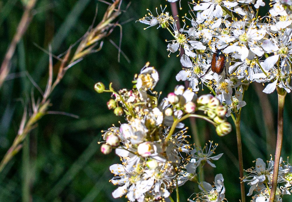 божье создание)
