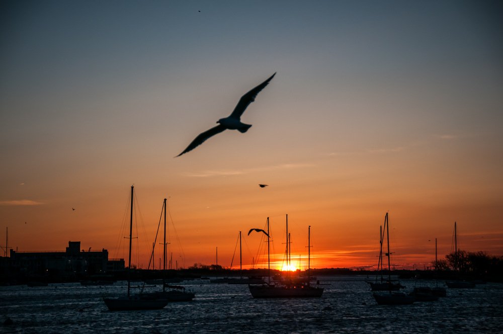 Seagulls at Sunset