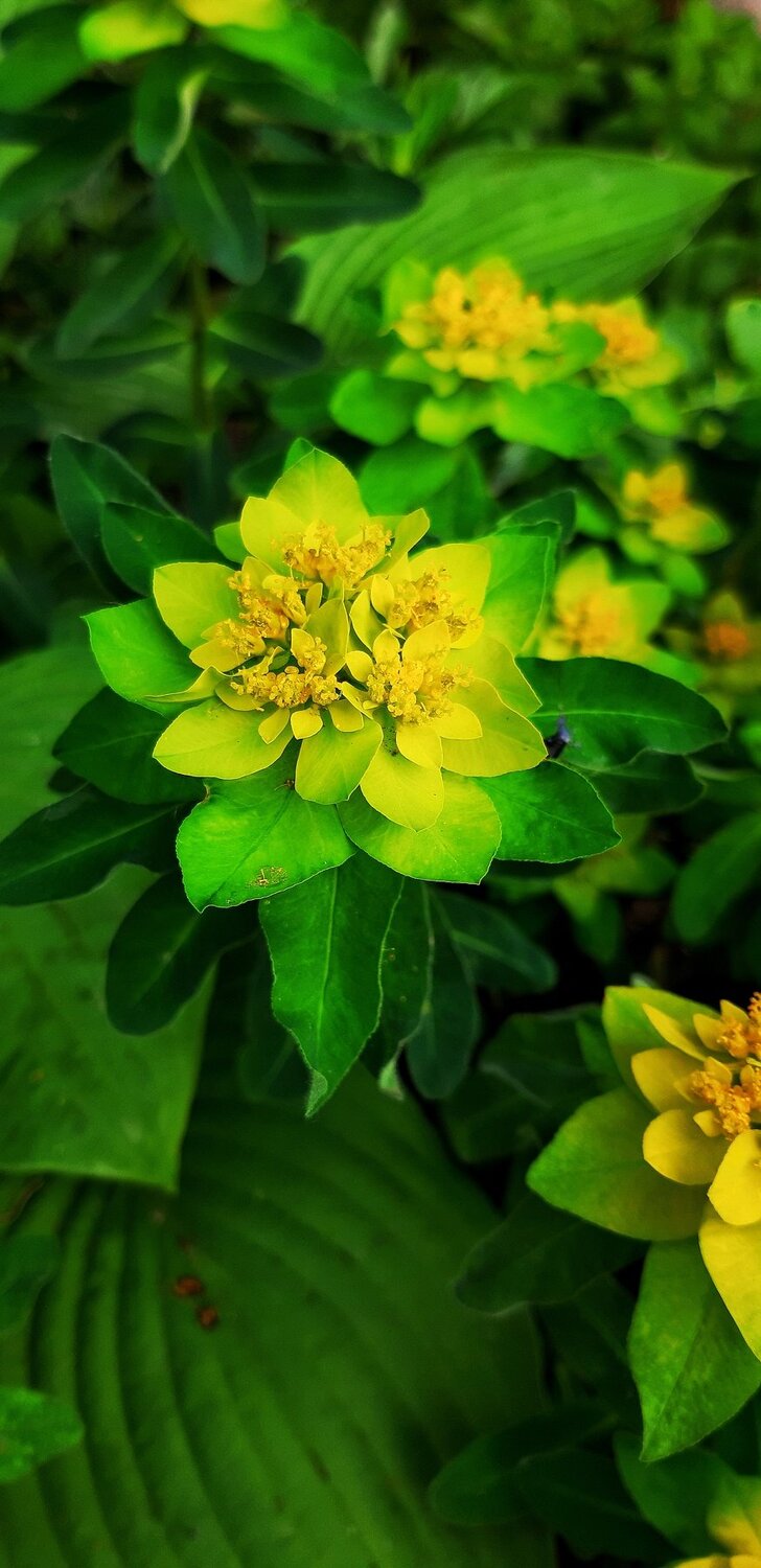 Природа