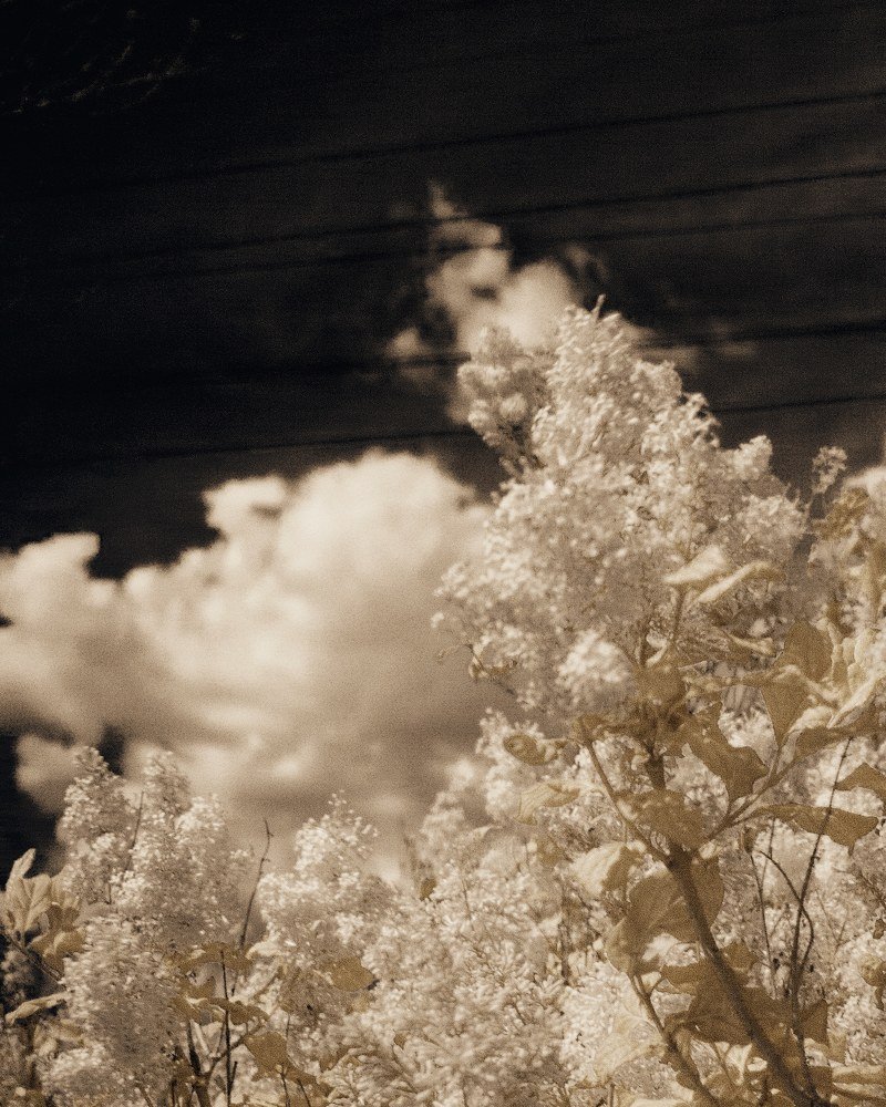 cloud-tree