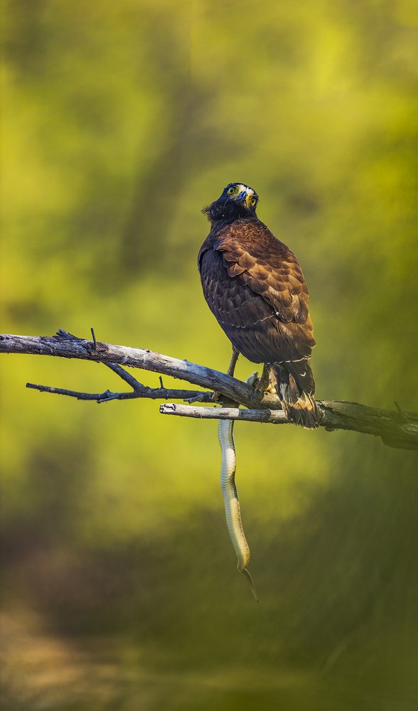 Crested Serpent Eagle with water snake kill
