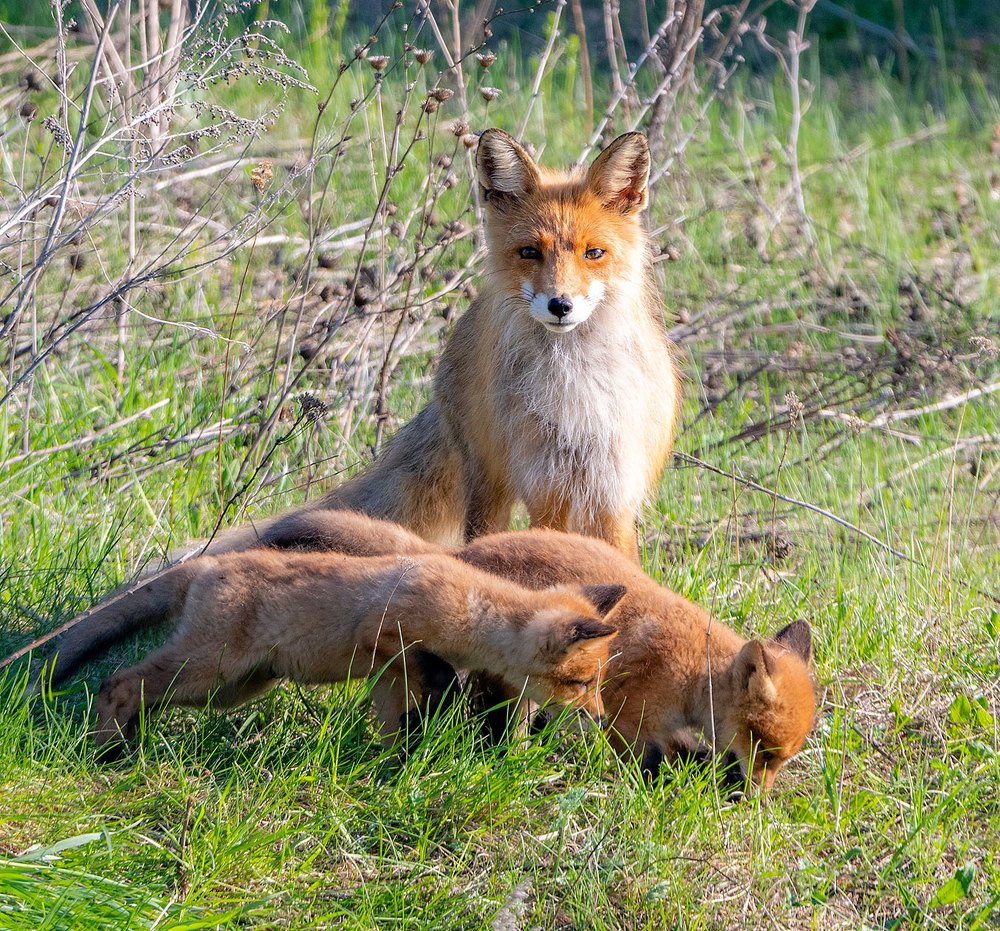 У лисьей норы.